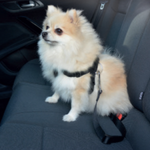 Harnais De Securite Pour Chien