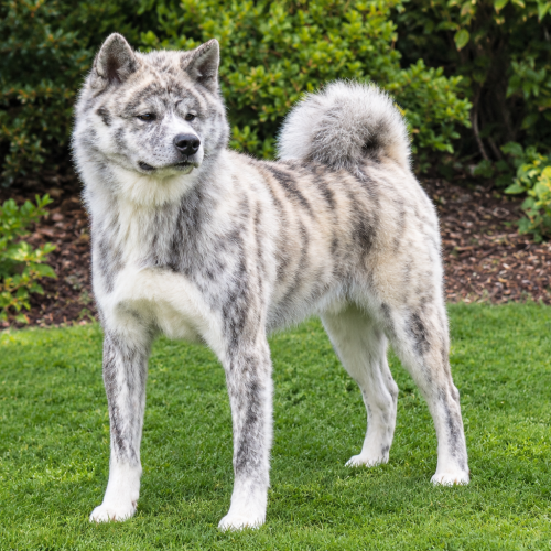 Akita bringé dans un jardin verdoyant