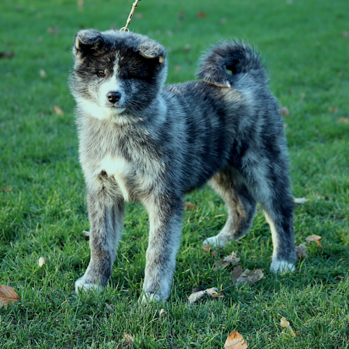 Capture d’écran 2025-12-30 à 16.34.18,jpeg