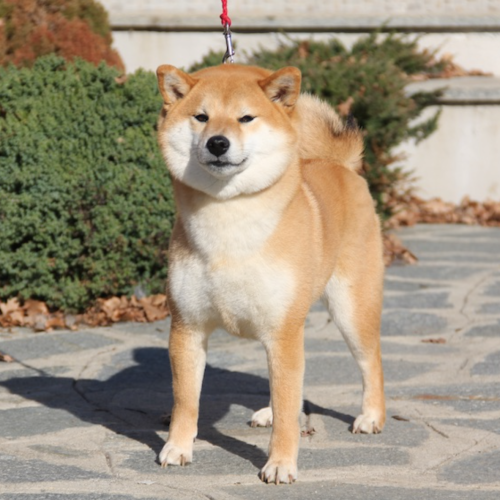 Ryodo Go Di CasaSaporito