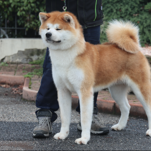 Takeru Go Shichi GoSan