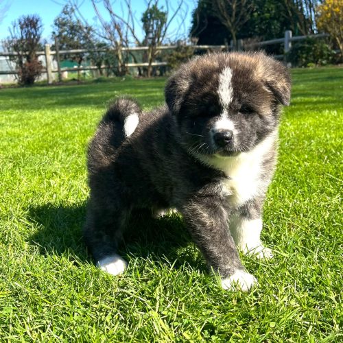 c7105ed7-e6c8-47da-ae95-8239fbf92796