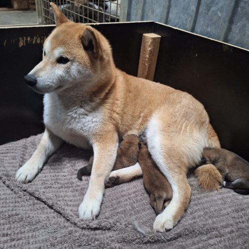 cd487824-d487-4f4c-9b23-d7345af0199a