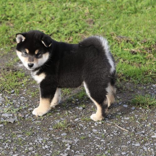 f5376075-d63b-46f6-947a-3d01c4c35044